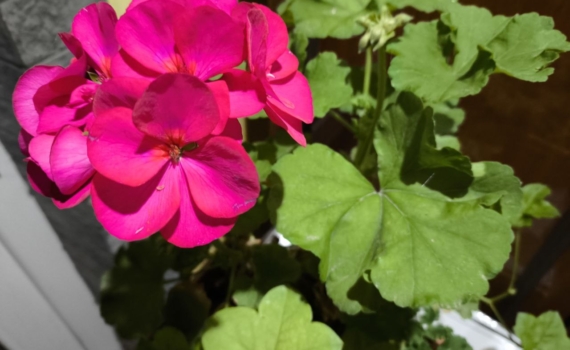 Оазис красоты дома: подборка комнатных растений, которые цветут без остановки Оазис красоты дома: подборка комнатных растений, которые цветут без остановки