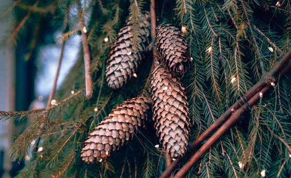 Аромат хвои или практичность: какую ёлку выбрать, чтобы создать настоящее новогоднее чудо Аромат хвои или практичность: какую ёлку выбрать, чтобы создать настоящее новогоднее чудо