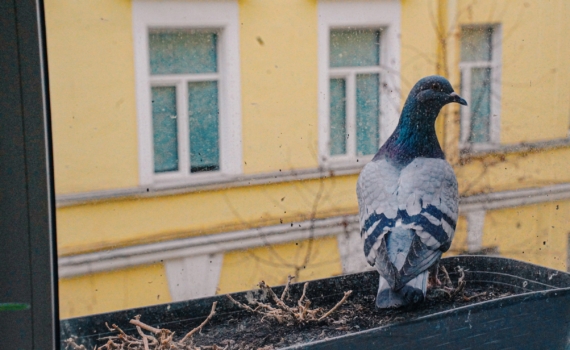 Птица бьется в окно: о чем предупреждают нас пернатые гости — как понять послание судьбы Птица бьется в окно: о чем предупреждают нас пернатые гости — как понять послание судьбы