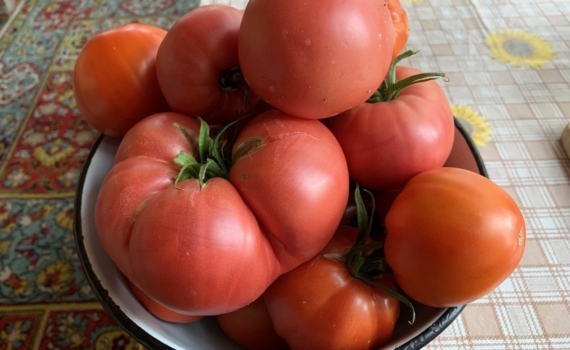 Томаты ведрами: посадите всего 2 сорта, которые кормят с июня до осени Томаты ведрами: посадите всего 2 сорта, которые кормят с июня до осени