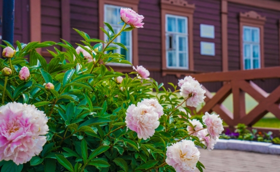 Цветы-магниты для денег и охрана от зависти и зла: посадите их у входа в дом — забудете о бедах Цветы-магниты для денег и охрана от зависти и зла: посадите их у входа в дом — забудете о бедах